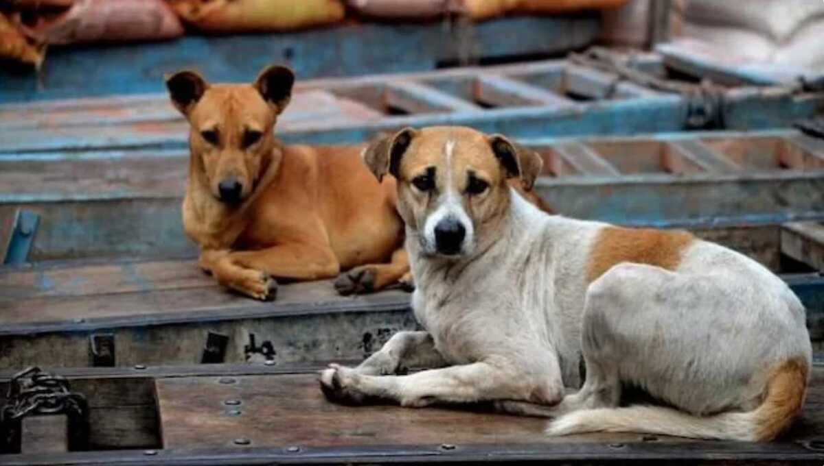 Stray Dogs Mass Killing